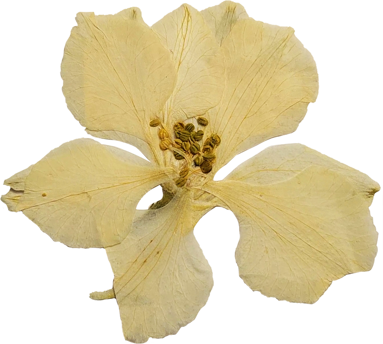 Pressed White Flower